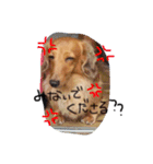 自慢の愛犬（個別スタンプ：9）
