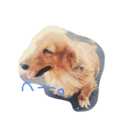 自慢の愛犬（個別スタンプ：10）