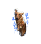 自慢の愛犬（個別スタンプ：11）