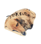 自慢の愛犬（個別スタンプ：12）