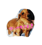 自慢の愛犬（個別スタンプ：13）