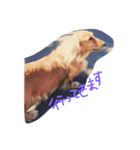 自慢の愛犬（個別スタンプ：14）