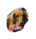 自慢の愛犬（個別スタンプ：15）