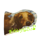 自慢の愛犬（個別スタンプ：16）