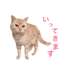 ネモト家の6匹のネコたち ~vol.1~（個別スタンプ：1）