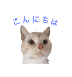 ネモト家の6匹のネコたち ~vol.1~（個別スタンプ：2）