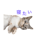 ネモト家の6匹のネコたち ~vol.1~（個別スタンプ：3）