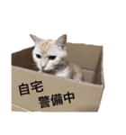 ネモト家の6匹のネコたち ~vol.1~（個別スタンプ：6）
