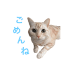 ネモト家の6匹のネコたち ~vol.1~（個別スタンプ：7）