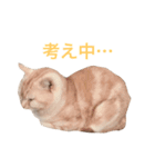 ネモト家の6匹のネコたち ~vol.1~（個別スタンプ：8）