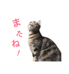 ネモト家の6匹のネコたち ~vol.1~（個別スタンプ：9）