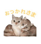 ネモト家の6匹のネコたち ~vol.1~（個別スタンプ：10）