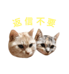 ネモト家の6匹のネコたち ~vol.1~（個別スタンプ：11）