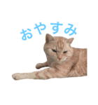 ネモト家の6匹のネコたち ~vol.1~（個別スタンプ：14）