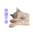 ネモト家の6匹のネコたち ~vol.1~（個別スタンプ：15）