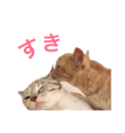 ネモト家の6匹のネコたち ~vol.1~（個別スタンプ：16）