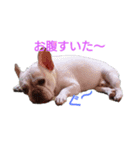 フレブル ぶんたの日常（個別スタンプ：1）