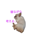 フレブル ぶんたの日常（個別スタンプ：12）