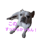 フレブル ぶんたの日常（個別スタンプ：13）