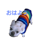 フレブル ぶんたの日常（個別スタンプ：16）
