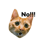 猫のざらめ(1st)（個別スタンプ：4）