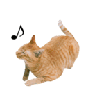 猫のざらめ(1st)（個別スタンプ：5）