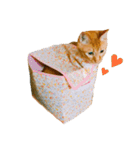 猫のざらめ(1st)（個別スタンプ：6）