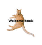 猫のざらめ(1st)（個別スタンプ：8）