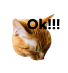 猫のざらめ(1st)（個別スタンプ：10）