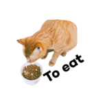 猫のざらめ(1st)（個別スタンプ：11）