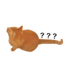猫のざらめ(1st)（個別スタンプ：13）