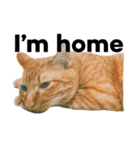 猫のざらめ(1st)（個別スタンプ：15）