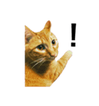 猫のざらめ(1st)（個別スタンプ：17）