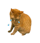 猫のざらめ(1st)（個別スタンプ：19）