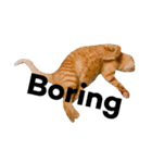 猫のざらめ(1st)（個別スタンプ：20）