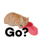 猫のざらめ(1st)（個別スタンプ：21）