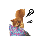 猫のざらめ(1st)（個別スタンプ：22）