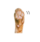 猫のざらめ(1st)（個別スタンプ：23）