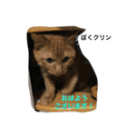 Cat who became happy（個別スタンプ：1）