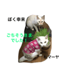 Cat who became happy（個別スタンプ：2）