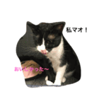 Cat who became happy（個別スタンプ：3）