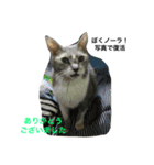 Cat who became happy（個別スタンプ：4）