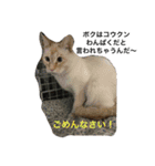 Cat who became happy（個別スタンプ：7）