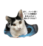 Cat who became happy（個別スタンプ：11）