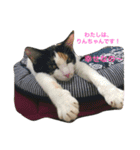 Cat who became happy（個別スタンプ：12）