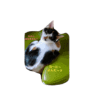 Cat who became happy（個別スタンプ：15）