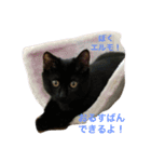 Cat who became happy（個別スタンプ：16）