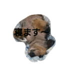 まろんの1日（個別スタンプ：8）