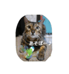 ベンガルdeシエル（個別スタンプ：3）