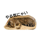 ベンガルdeシエル（個別スタンプ：5）